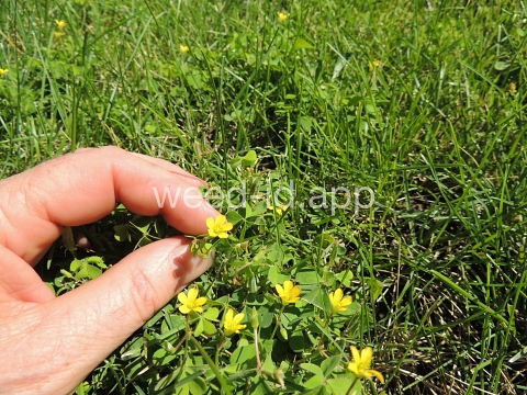 woodsorrel, creeping